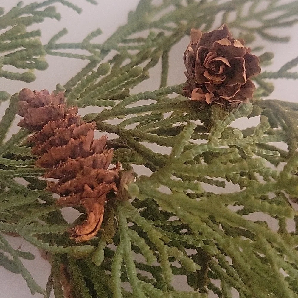 Green Pine Needle Mini Wreath with Pinecones Set Of Two